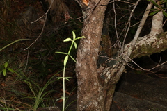 Tristaniopsis exiliflora