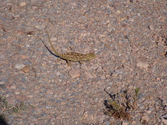 Chamaeleo chamaeleon chamaeleon