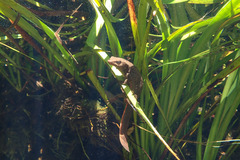 Paramesotriton hongkongensis