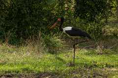 Ephippiorhynchus senegalensis