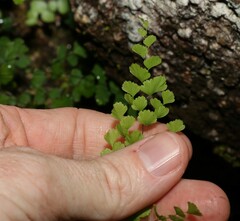 Adiantum atroviride