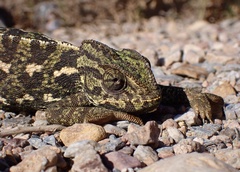 Chamaeleo chamaeleon chamaeleon