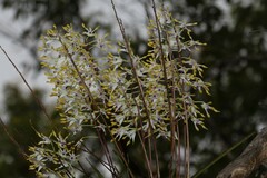 Dendrobium canaliculatum