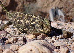 Chamaeleo chamaeleon chamaeleon