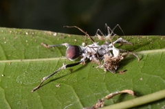 Ophiocordyceps unilateralis