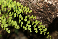 Adiantum atroviride