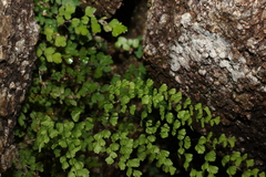 Adiantum atroviride