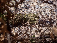 Chamaeleo chamaeleon chamaeleon