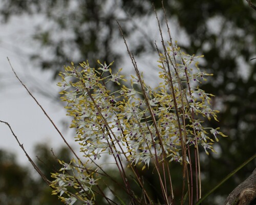 Image of Dendrobium canaliculatum by (c) Greg Tasney, some rights reserved (CC BY-SA)