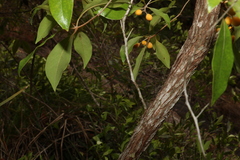 Pittosporum venulosum
