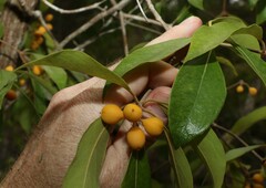 Pittosporum venulosum