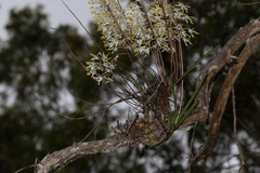 Dendrobium canaliculatum