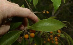 Pittosporum venulosum