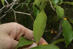 Pittosporum venulosum