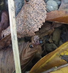 Camponotus ligniperda