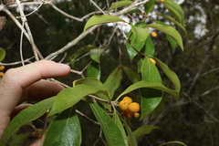 Pittosporum venulosum