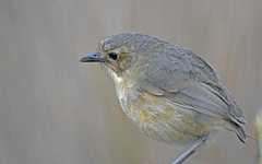 Grallaria quitensis