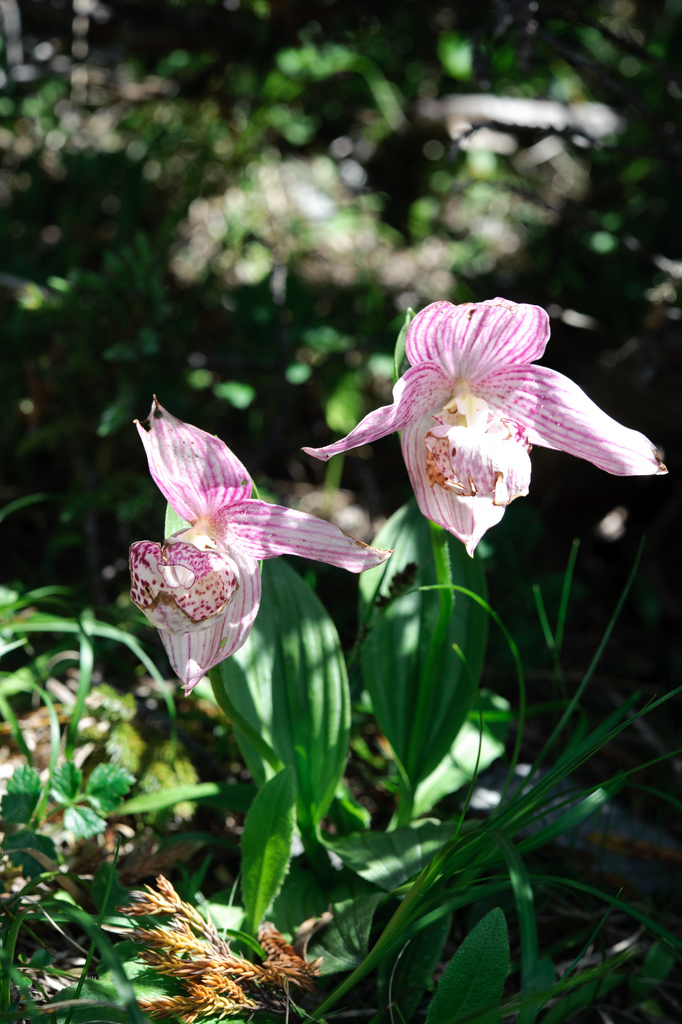 Cypripedium taiwanalpinum Y.I Lee, P.C.Liao & T.P.Lin 2