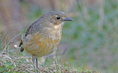 Grallaria quitensis