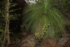 Xanthorrhoea johnsonii