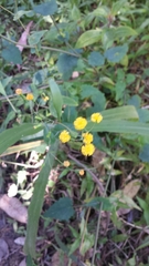 Emilia citrina