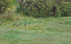 Grallaria quitensis
