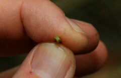 Xanthorrhoea johnsonii