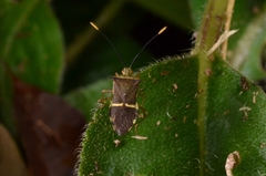 Cletomorpha simulans