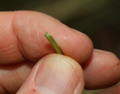 Xanthorrhoea johnsonii