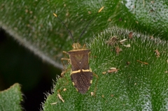 Cletomorpha simulans