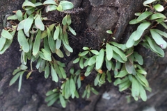 Pyrrosia linearifolia