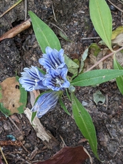 Gentiana villosa
