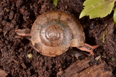 Dyakiidae