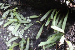 Pyrrosia linearifolia