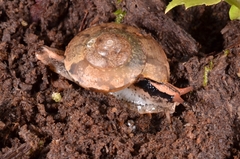 Dyakiidae