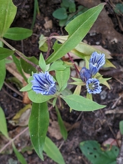 Gentiana villosa