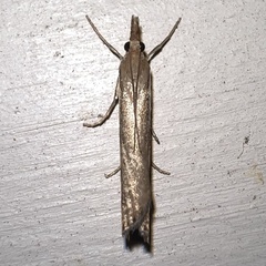 Orocrambus