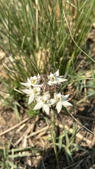 Asclepias gibba