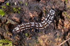 Doleschallia bisaltide