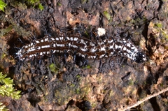 Doleschallia bisaltide