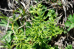 Cryptogramma brunoniana