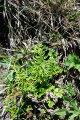 Cryptogramma brunoniana