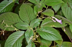 Gesneriaceae