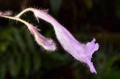 Gesneriaceae