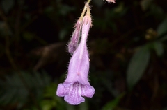 Gesneriaceae