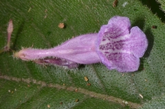 Gesneriaceae