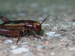 Teleogryllus derelictus