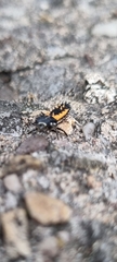 Harmonia axyridis