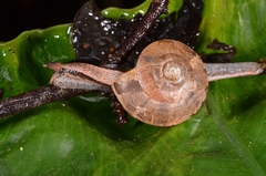 Dyakiidae