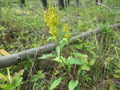 Solidago dahurica